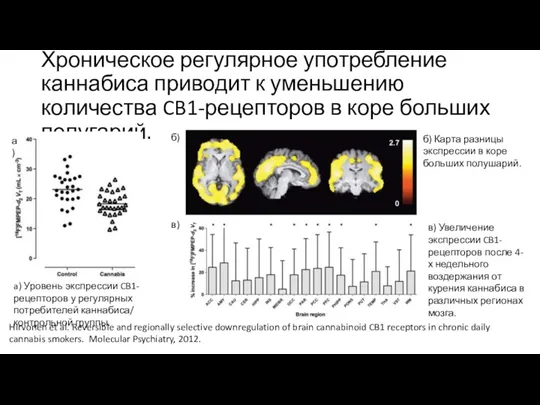 Хроническое регулярное употребление каннабиса приводит к уменьшению количества CB1-рецепторов в