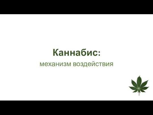 Каннабис: механизм воздействия