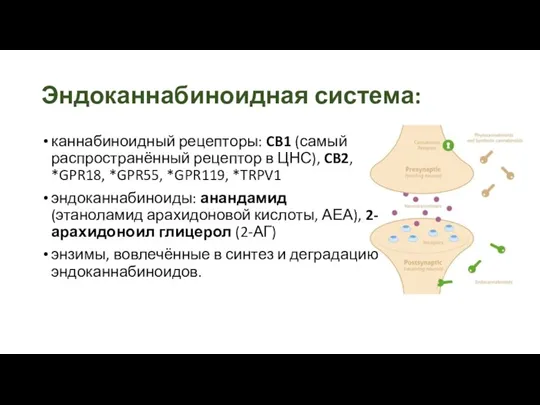 Эндоканнабиноидная система: каннабиноидный рецепторы: CB1 (самый распространённый рецептор в ЦНС),