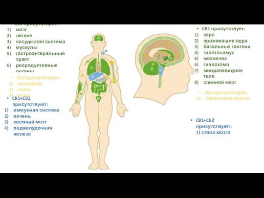 CB1 присутствует: мозг лёгкие сосудистая система мускулы гастроэнтеральный тракт репродуктивные