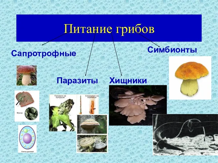 Питание грибов Сапротрофные Симбионты Паразиты Хищники