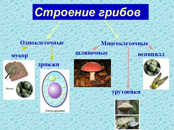 мукор дрожжи Одноклеточные Многоклеточные шляпочные пеницилл трутовики Строение грибов