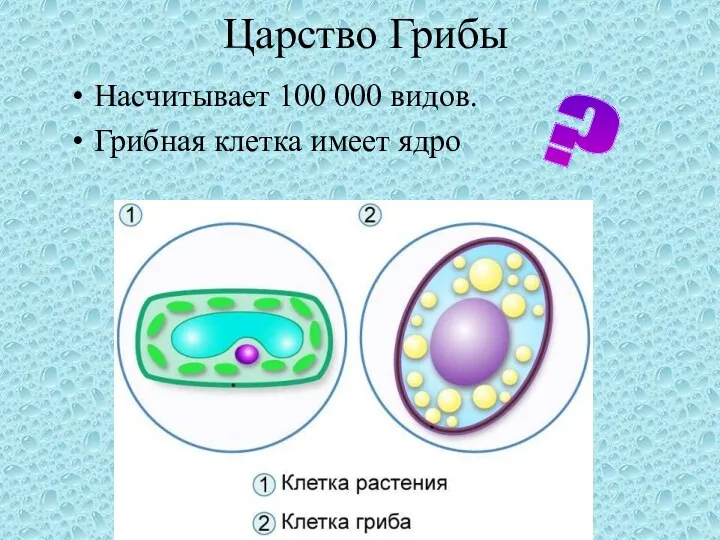 Царство Грибы Насчитывает 100 000 видов. Грибная клетка имеет ядро ?