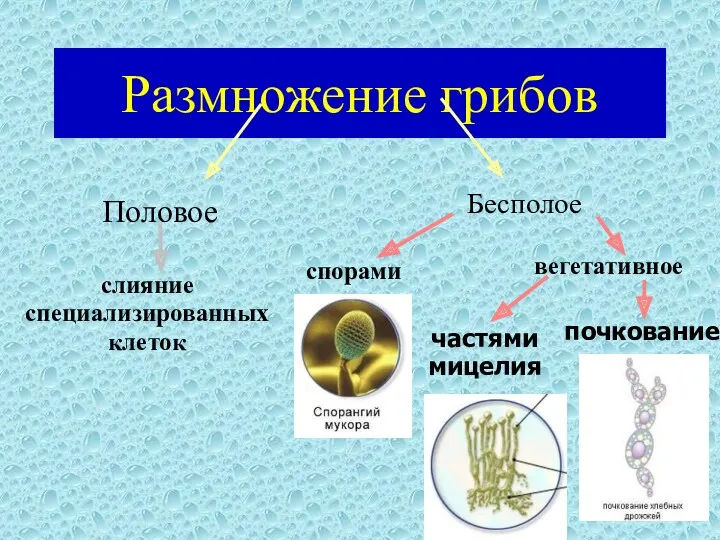 Размножение грибов Половое слияние специализированных клеток спорами вегетативное частями мицелия почкование Бесполое