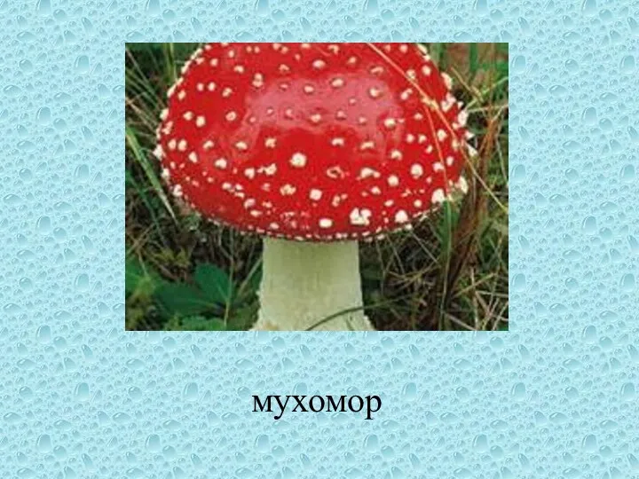 мухомор