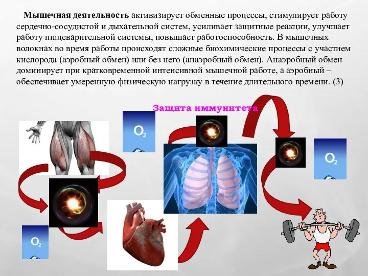 Мышечная деятельность активизирует обменные процессы, стимулирует работу сердечно-сосудистой и дыхательной