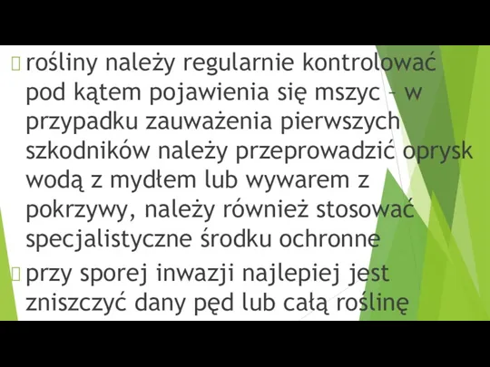 rośliny należy regularnie kontrolować pod kątem pojawienia się mszyc –