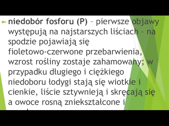 niedobór fosforu (P) – pierwsze objawy występują na najstarszych liściach