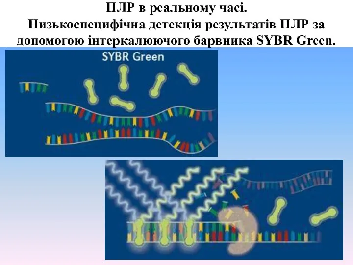 ПЛР в реальному часі. Низькоспецифічна детекція результатів ПЛР за допомогою інтеркалюючого барвника SYBR Green.