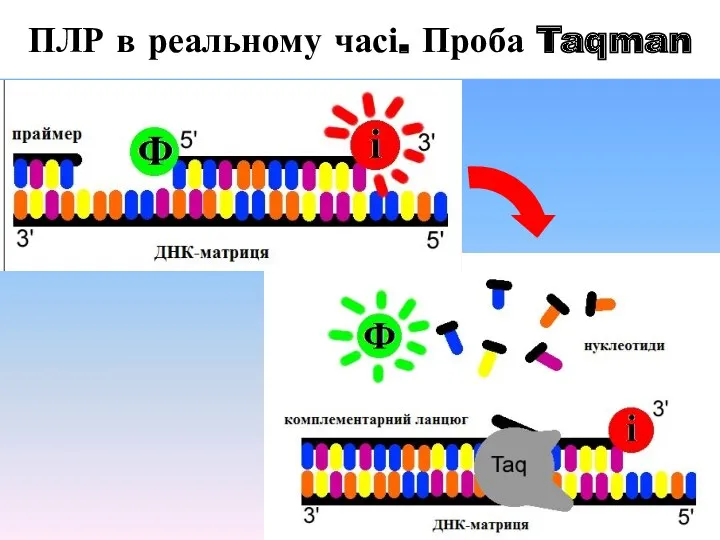 ПЛР в реальному часі. Проба Taqman