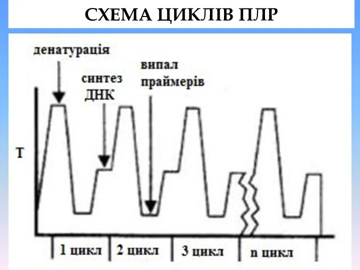 СХЕМА ЦИКЛІВ ПЛР