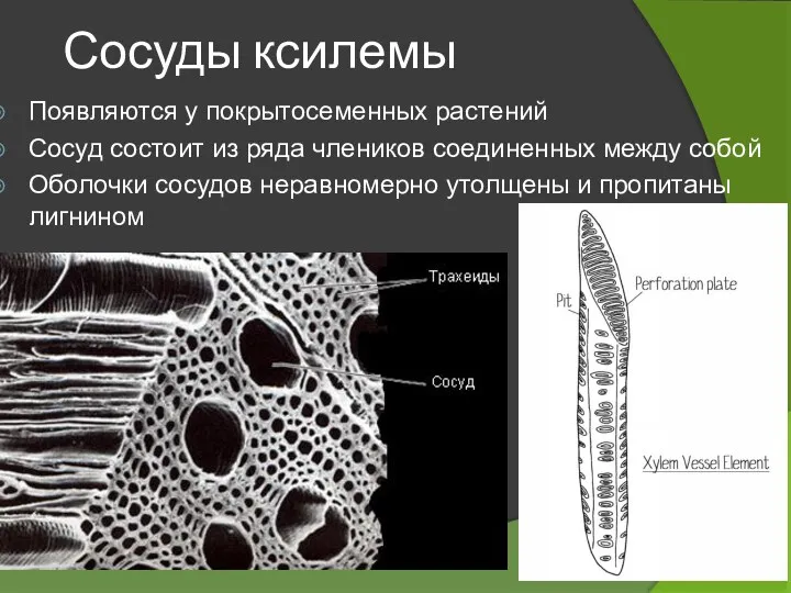 Сосуды ксилемы Появляются у покрытосеменных растений Сосуд состоит из ряда