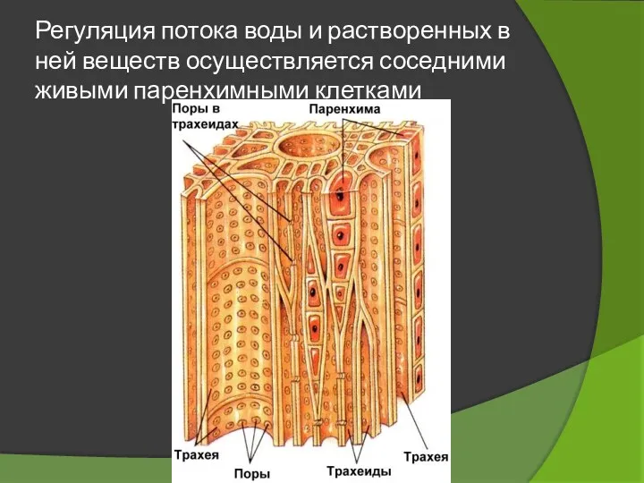 Регуляция потока воды и растворенных в ней веществ осуществляется соседними живыми паренхимными клетками