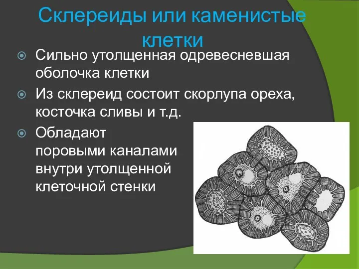 Склереиды или каменистые клетки Сильно утолщенная одревесневшая оболочка клетки Из