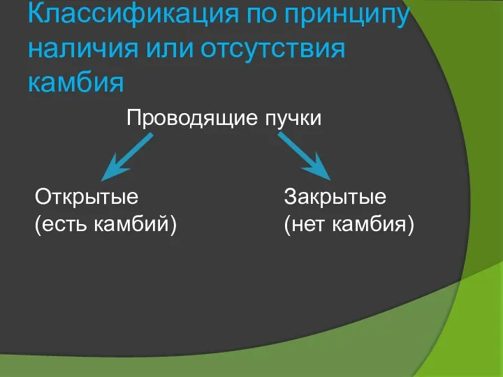 Классификация по принципу наличия или отсутствия камбия Проводящие пучки Открытые (есть камбий) Закрытые (нет камбия)