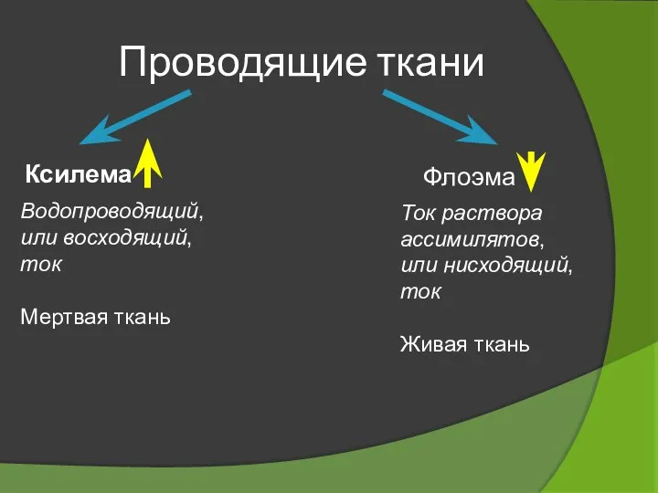 Проводящие ткани Ксилема Флоэма Водопроводящий, или восходящий, ток Мертвая ткань