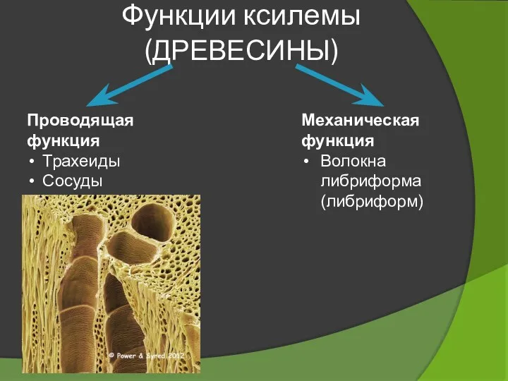 Функции ксилемы (ДРЕВЕСИНЫ) Проводящая функция Трахеиды Сосуды Механическая функция Волокна либриформа (либриформ)