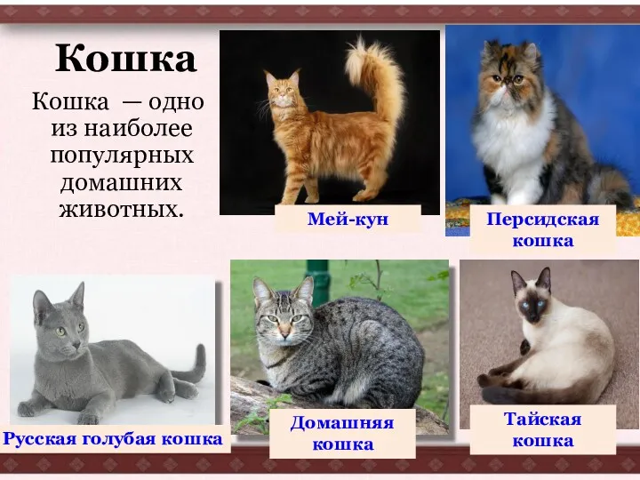 Кошка Кошка — одно из наиболее популярных домашних животных. Русская голубая кошка Домашняя