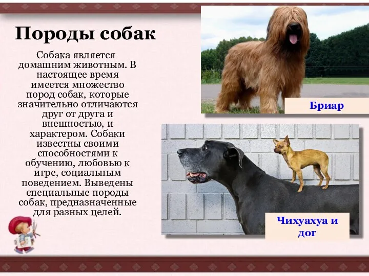Породы собак Собака является домашним животным. В настоящее время имеется