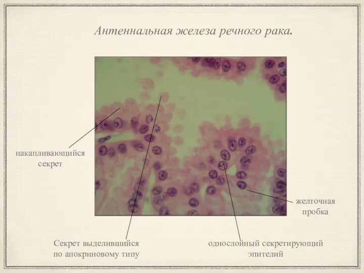 Антеннальная железа речного рака. однослойный секретирующий эпителий накапливающийся секрет желточная пробка Секрет выделившийся по апокриновому типу