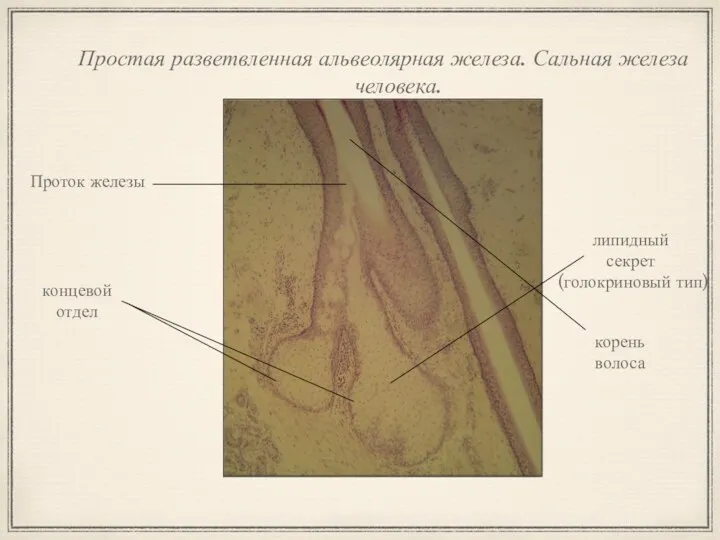 Простая разветвленная альвеолярная железа. Сальная железа человека. Проток железы концевой