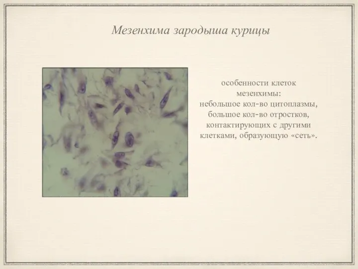 Мезенхима зародыша курицы особенности клеток мезенхимы: небольшое кол-во цитоплазмы, большое