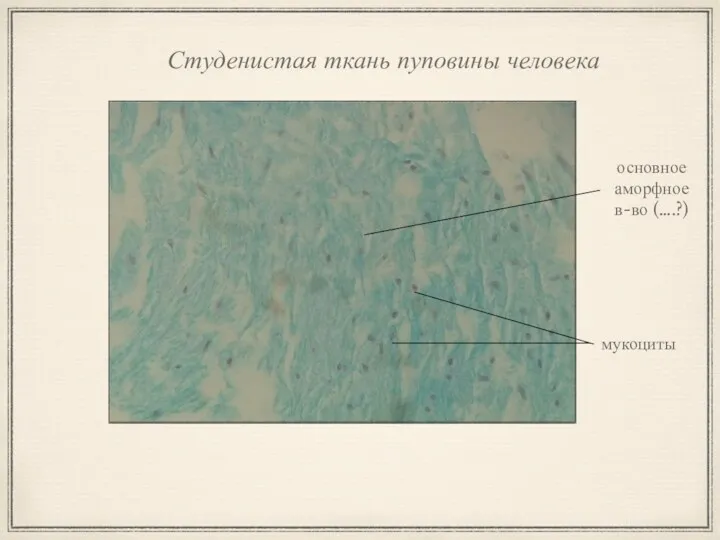 Студенистая ткань пуповины человека основное аморфное в-во (….?) мукоциты