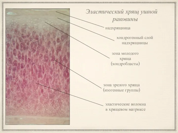 Эластический хрящ ушной раковины хондрогенный слой надхрящницы зона зрелого хряща