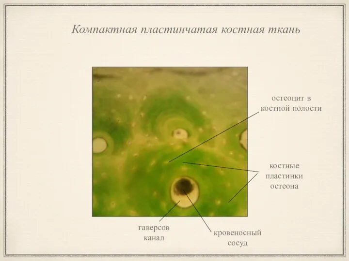 Компактная пластинчатая костная ткань остеоцит в костной полости костные пластинки остеона гаверсов канал кровеносный сосуд