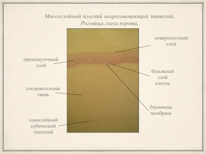 Многослойный плоский неороговевающий эпителий. Роговица глаза коровы. поверхностный слой базальный