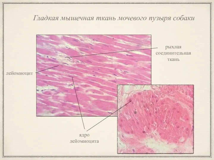 Гладкая мышечная ткань мочевого пузыря собаки рыхлая соединительная ткань лейомиоцит ядро лейомиоцита