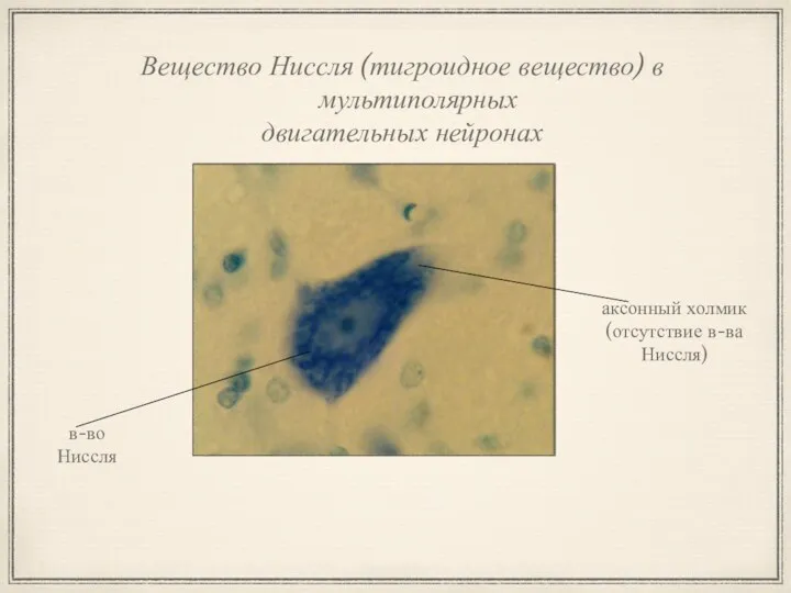 Вещество Ниссля (тигроидное вещество) в мультиполярных двигательных нейронах аксонный холмик (отсутствие в-ва Ниссля) в-во Ниссля