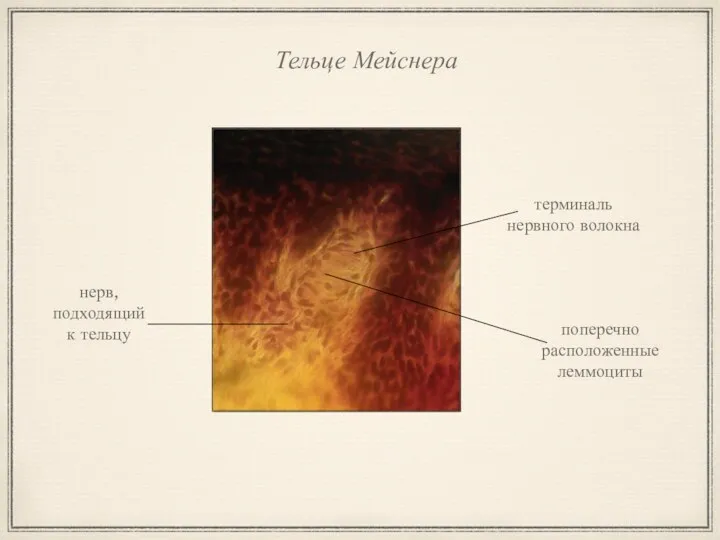 Тельце Мейснера нерв, подходящий к тельцу поперечно расположенные леммоциты терминаль нервного волокна