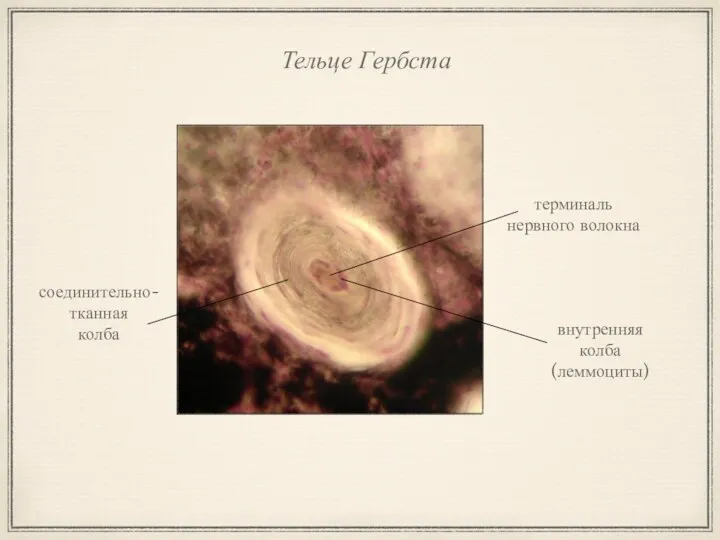 Тельце Гербста соединительно- тканная колба внутренняя колба (леммоциты) терминаль нервного волокна