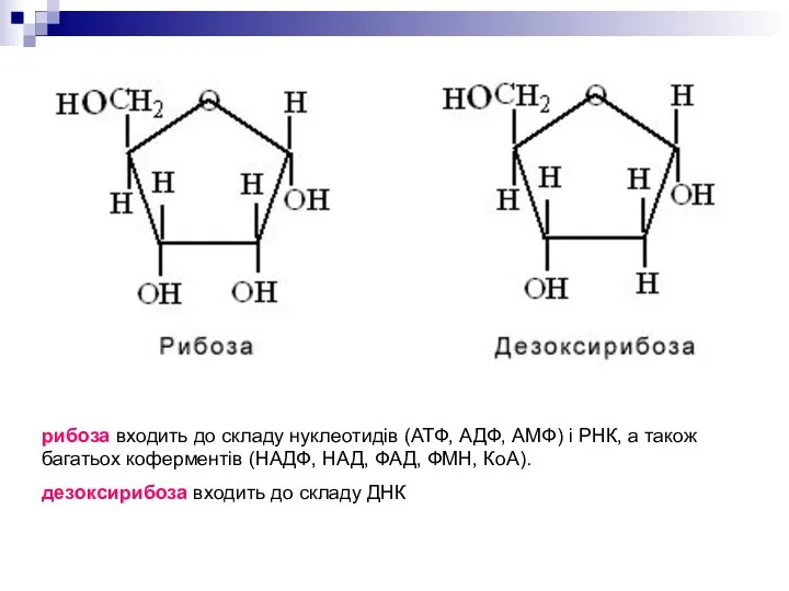 рибоза входить до складу нуклеотидів (АТФ, АДФ, АМФ) і РНК,