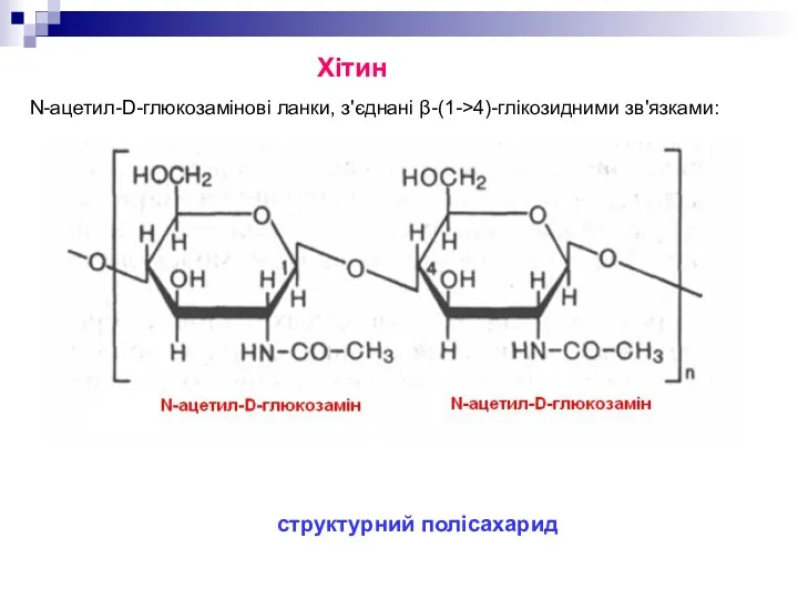 Хітин N-ацетил-D-глюкозамінові ланки, з'єднані β-(1->4)-глікозидними зв'язками: структурний полісахарид