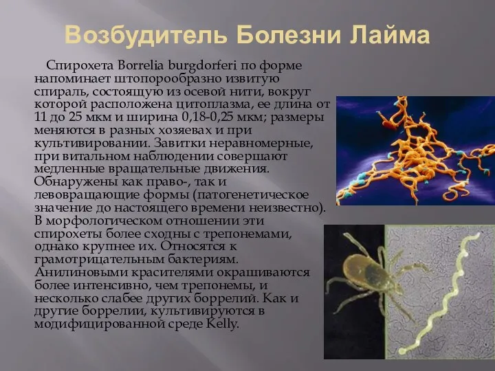 Возбудитель Болезни Лайма Спирохета Borrelia burgdorferi по форме напоминает штопорообразно