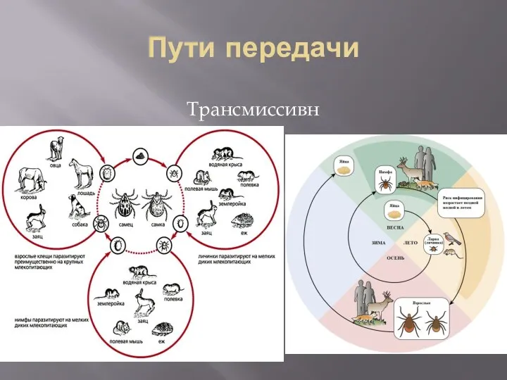 Пути передачи Трансмиссивный