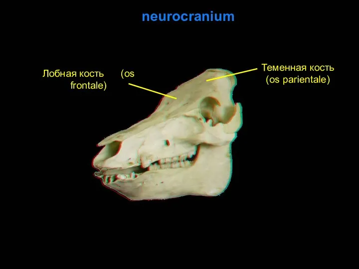 Теменная кость (os parientale) Лобная кость (os frontale) neurocranium