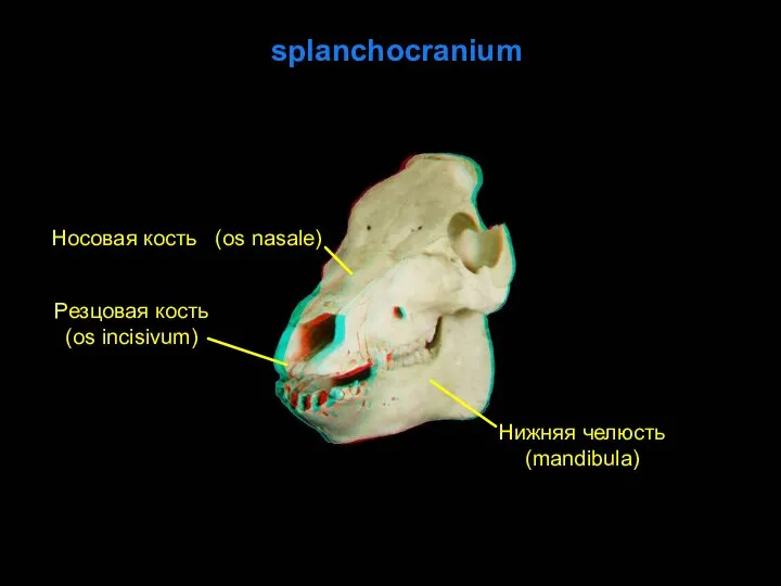 Нижняя челюсть (mandibula) Носовая кость (os nasale) Резцовая кость (os incisivum) splanchocranium