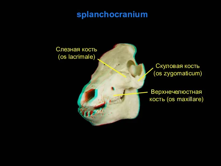 splanchocranium Слезная кость (os lacrimale) Верхнечелюстная кость (os maxillare) Скуловая кость (os zygomaticum)