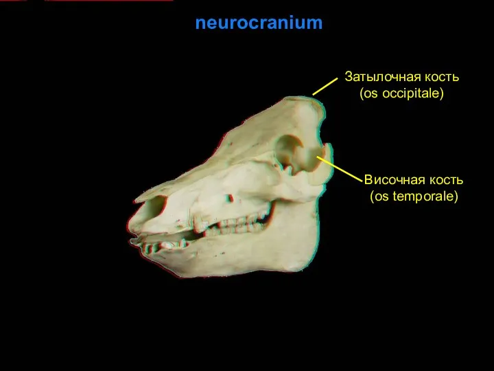 neurocranium Затылочная кость (os occipitale) Височная кость (os temporale)