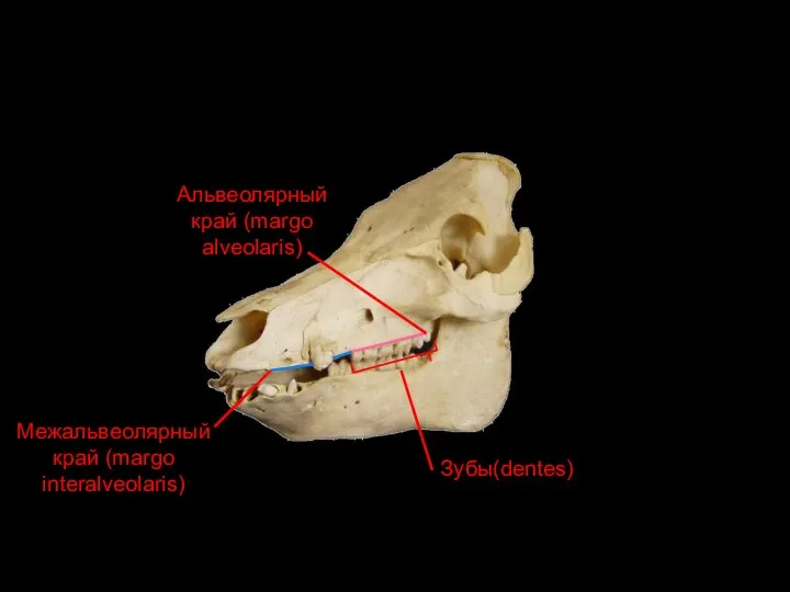 Альвеолярный край (margo alveolaris) Зубы(dentes) Межальвеолярный край (margo interalveolaris)