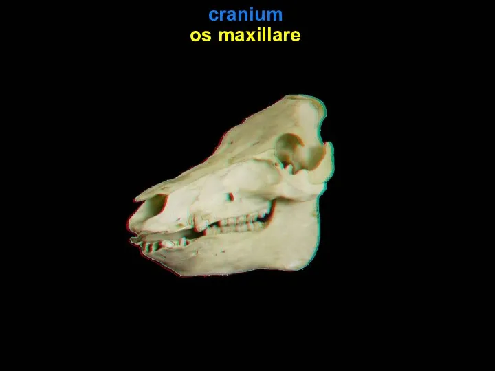 cranium os maxillare