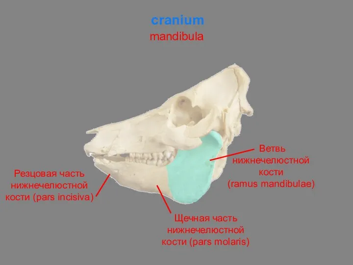 mandibula cranium Резцовая часть нижнечелюстной кости (pars incisiva) Щечная часть