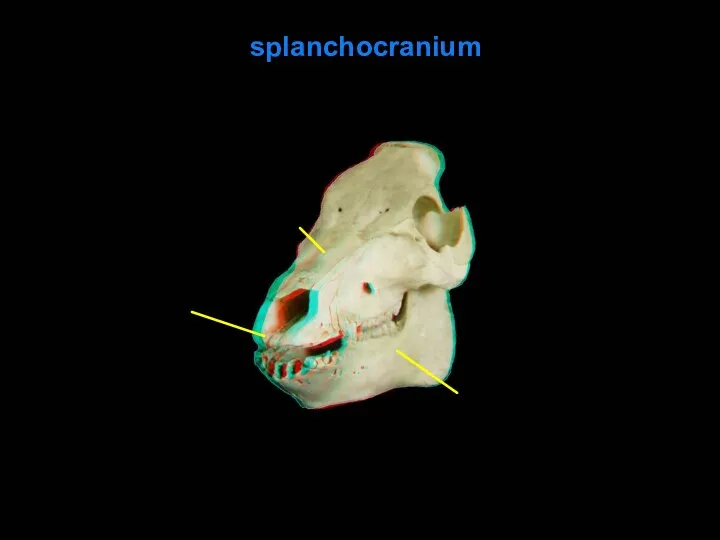 splanchocranium