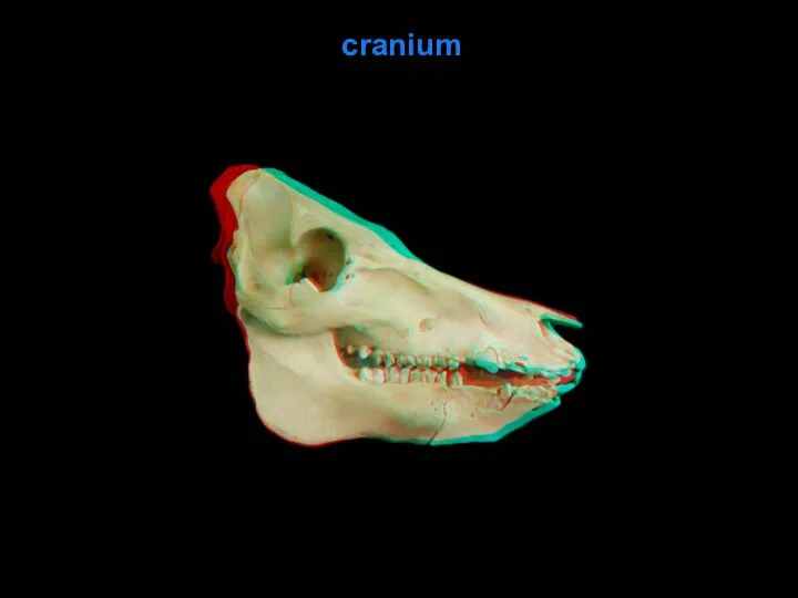 cranium