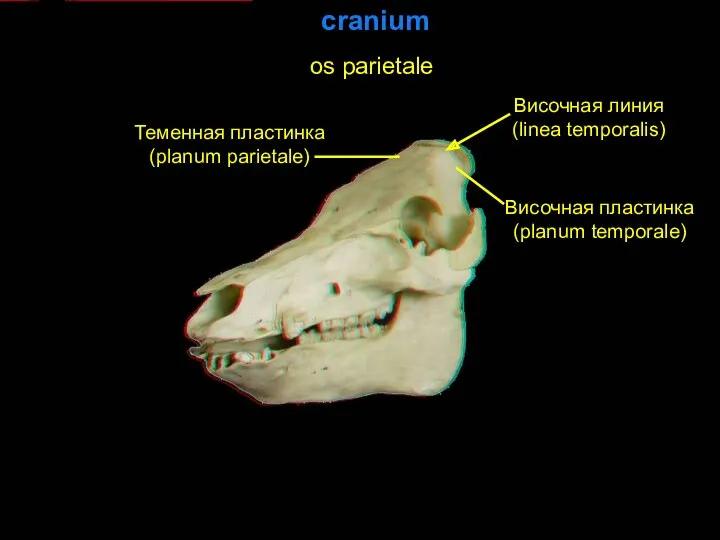 cranium os parietale Височная линия (linea temporalis) Теменная пластинка (planum parietale) Височная пластинка (planum temporale)