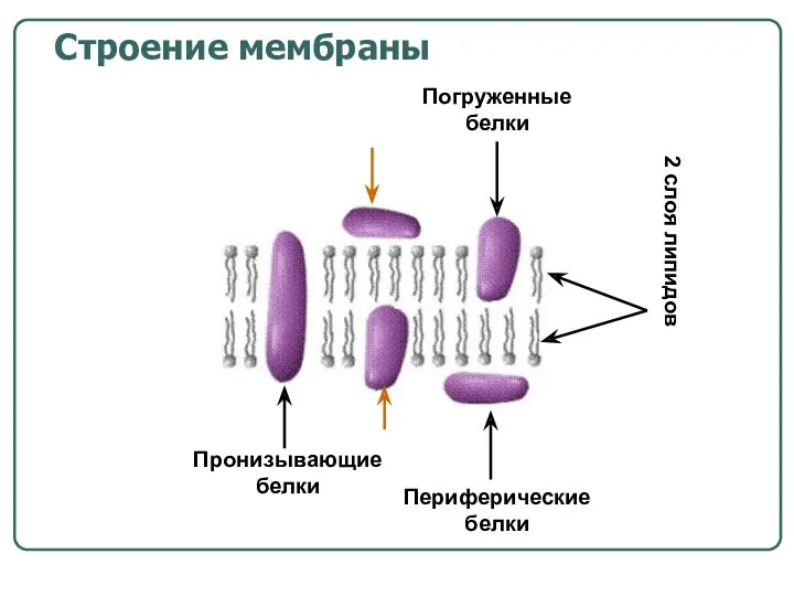 2 слоя липидов Периферические белки Погруженныебелки Пронизывающие белки Строение мембраны