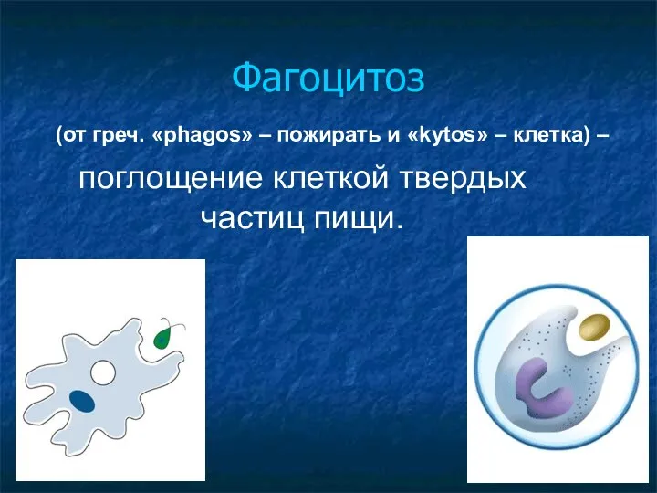 Фагоцитоз поглощение клеткой твердых частиц пищи. (от греч. «phagos» – пожирать и «kytos» – клетка) –